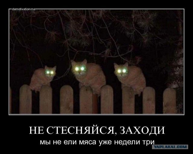 Ну и где ваш котовторник?
