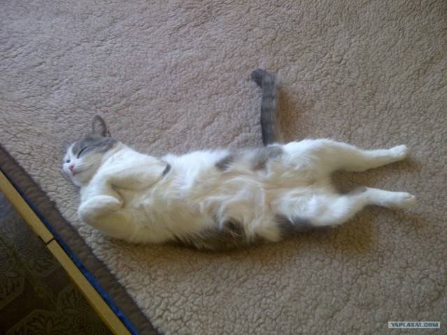 Котовторник (21.02.2012)