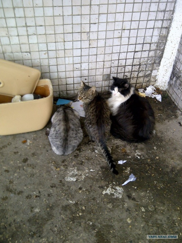 Котовторник 20.03.2012