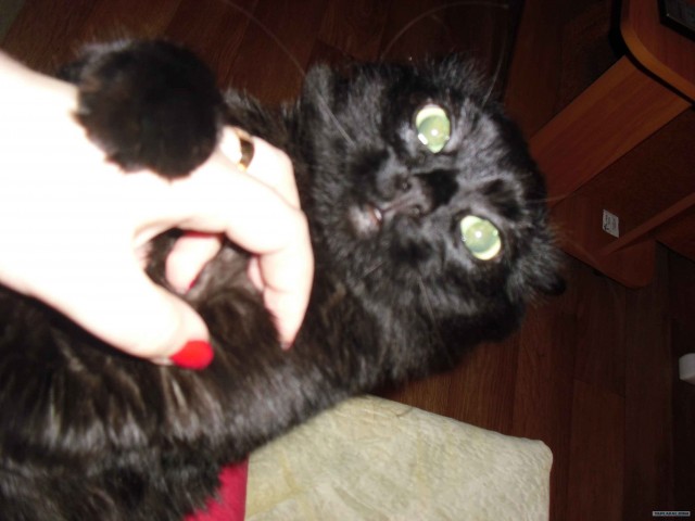 Котовторник  от 3.04.2012