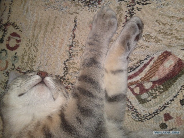 Котовторник 17.04.2012