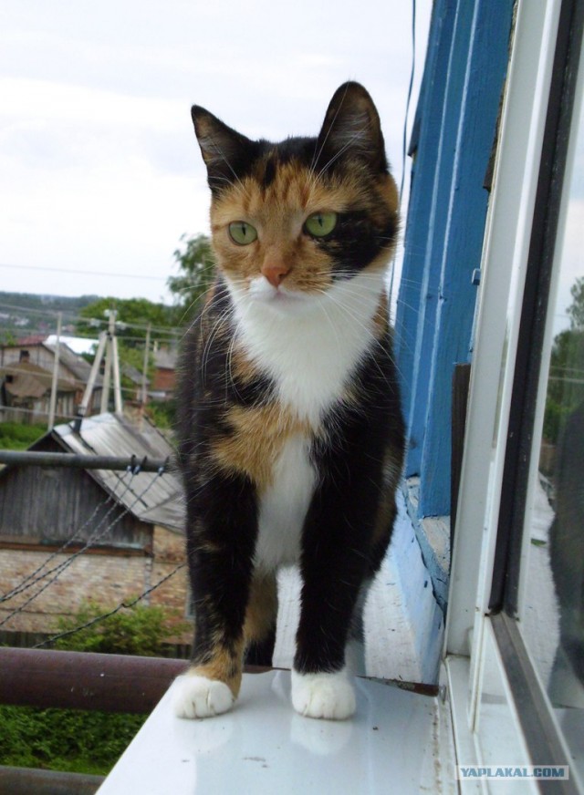 Котовторник  12. 06. 2012