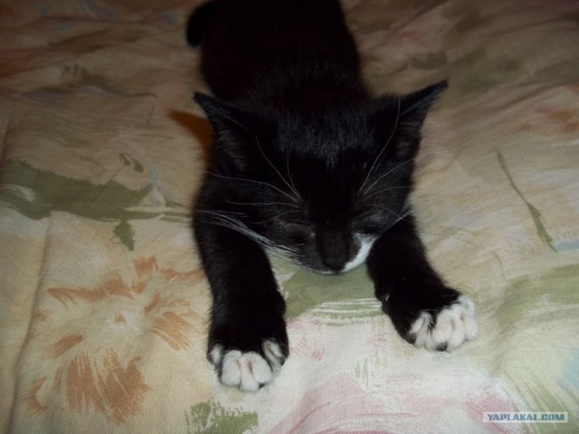 Котовторник 11.09.2012