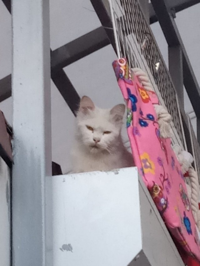 Забавные фото котеек