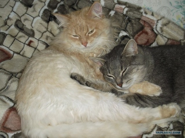 Котовторник 30.10.2012