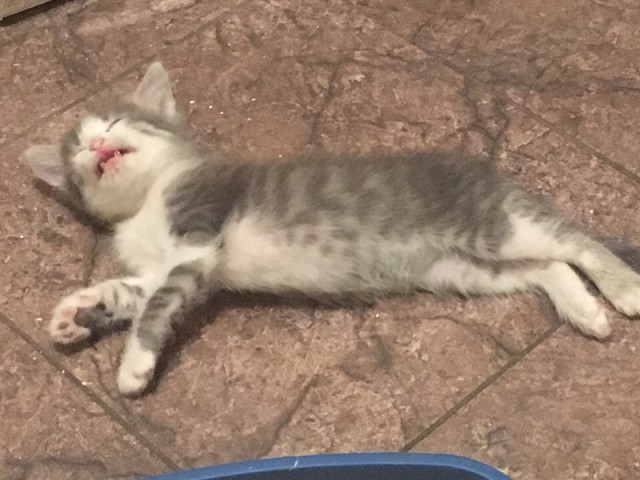 Забавные фото котеек