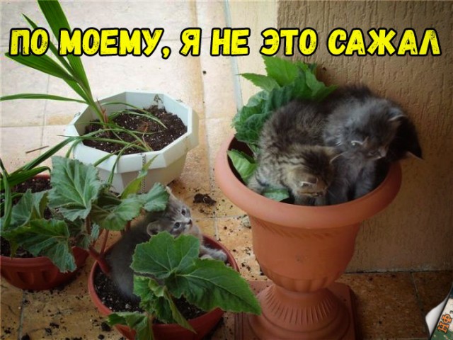 Забавные фото котеек