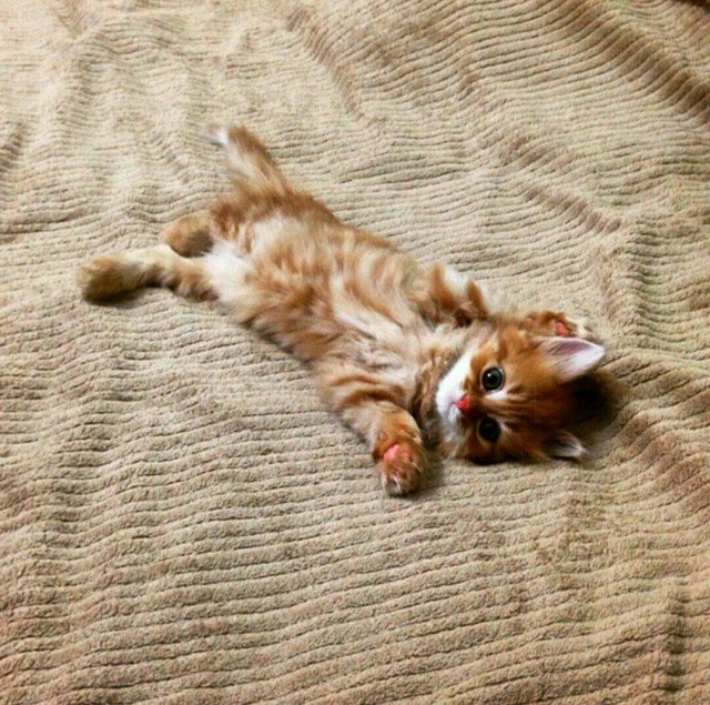 Забавные фото котеек