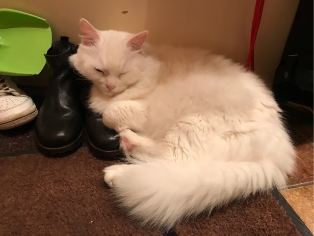 ̶К̶о̶р̶о̶н̶  Котовторник!