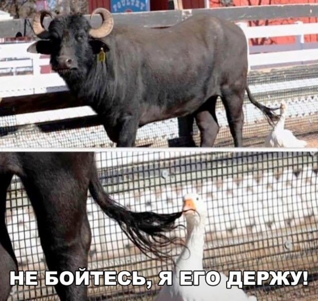 Чуток картинок 12.04.20