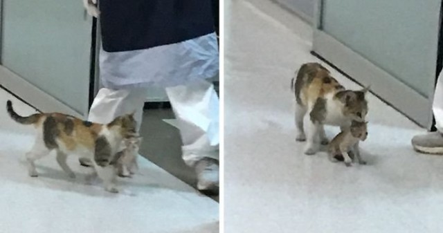 Кошка принесла своего больного котёнка в отделение скорой помощи