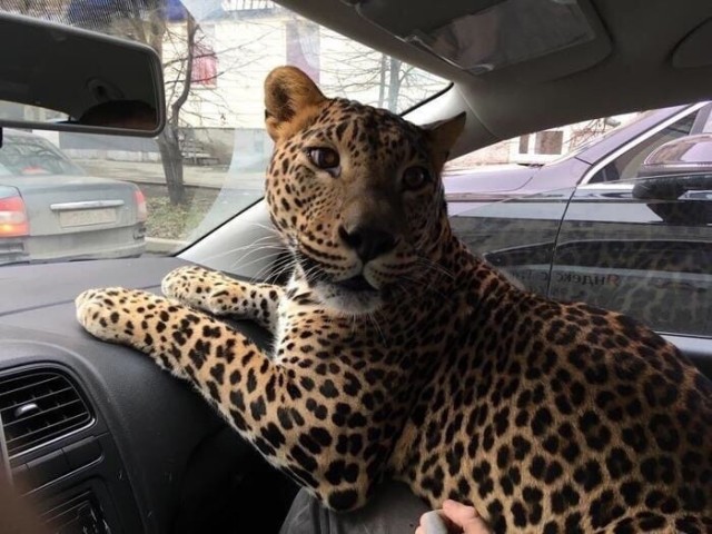 Забавные животные