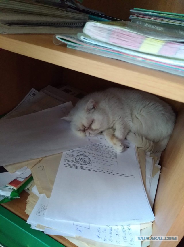 Котовторник. Добавляйте своих