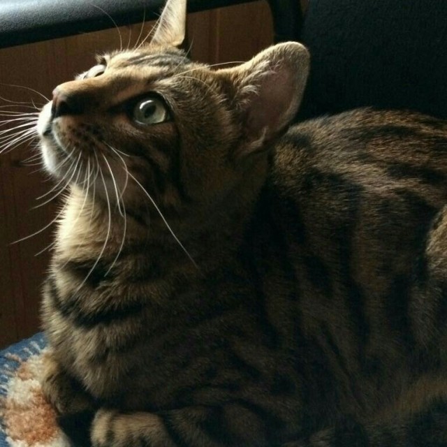 Котовторнику быть!