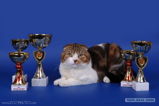 Капоэйра, кунг-фу