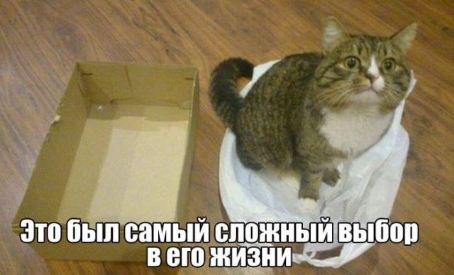 Картинки о животных, прямо и косвенно