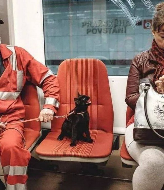 Злые котики - к последнему летнему котовторнику