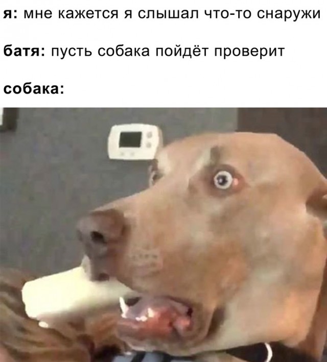 Весёлый полтишок 15.09