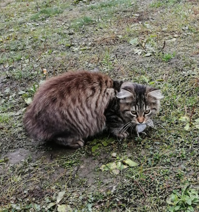 Сибирский кот  - звезда инета