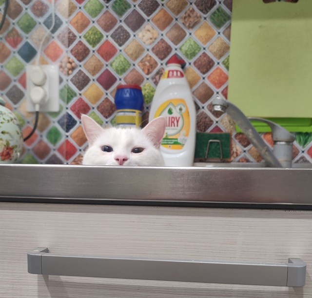 Котовторник так котовторник