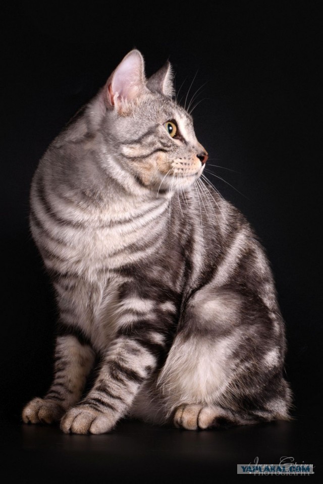 Котовторник так котовторник