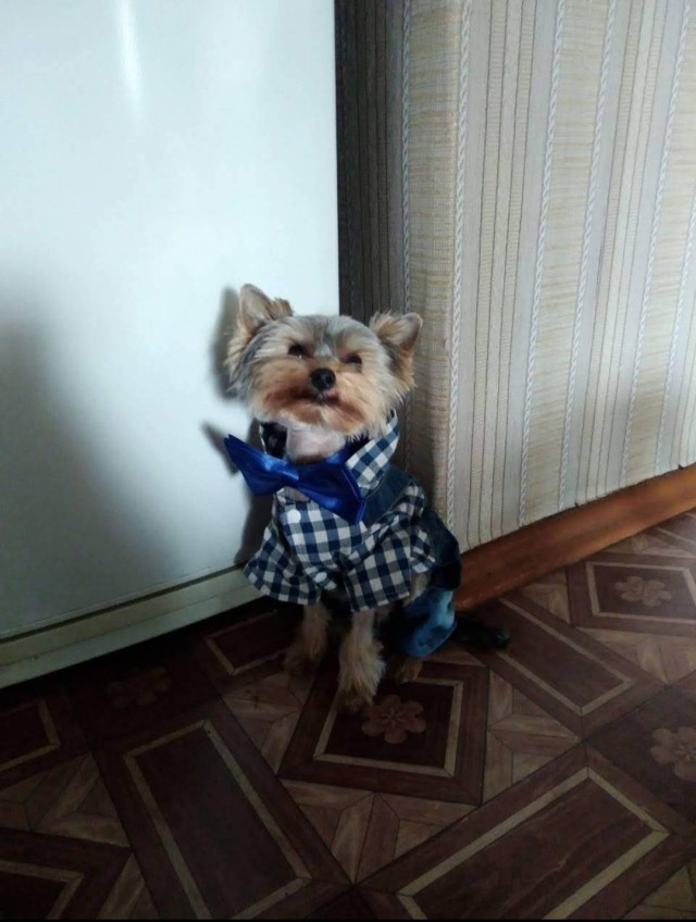 Собакочетверг