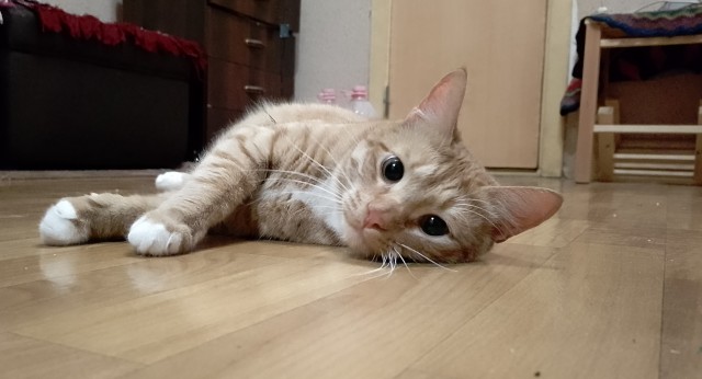 Котовторниковское