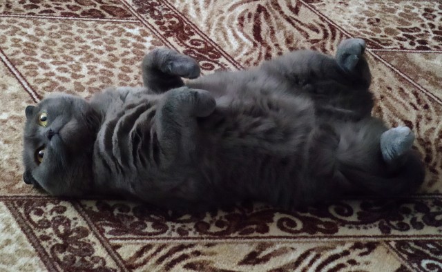 Котовторник от пластилинового рукодела