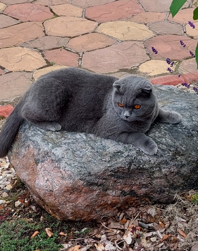 Котовторник 19.07.22