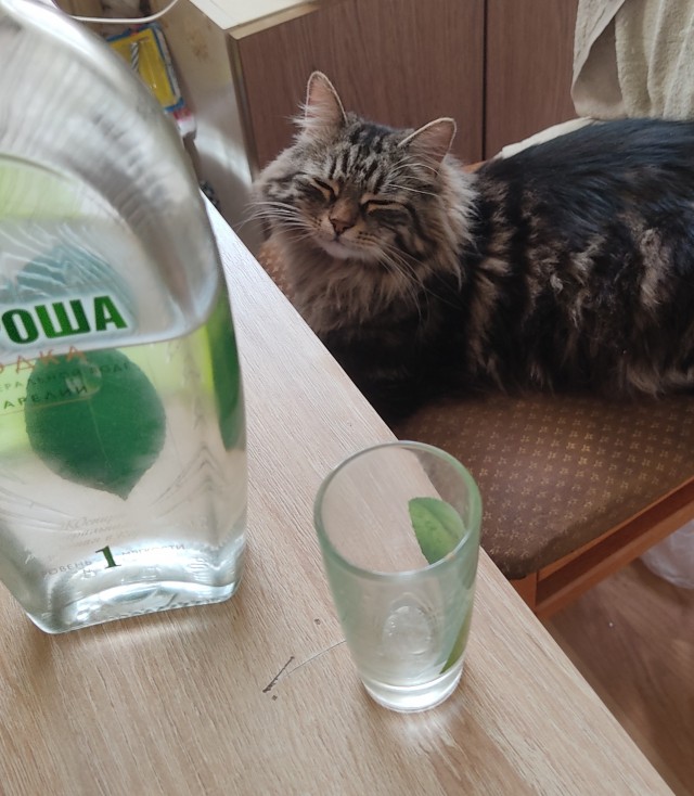Спасение кота