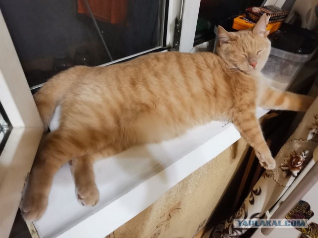 Как срут коты
