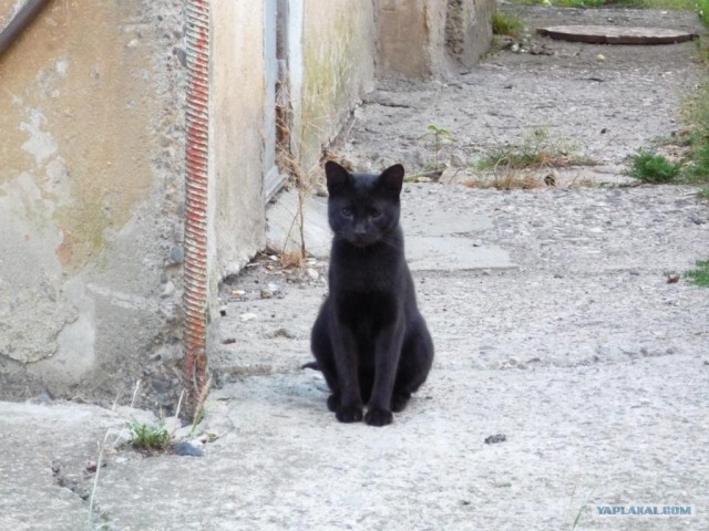 Абхазия там где....