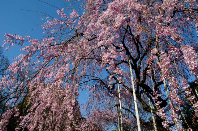 Такая разная Япония