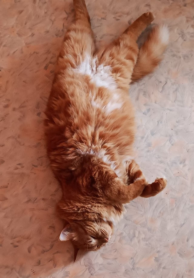 Вторник, сэр кот
