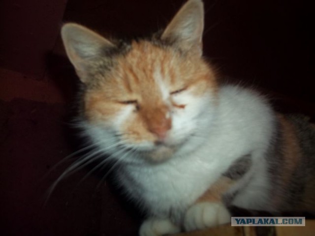 Жизнь домашнего приюта для котеек 430