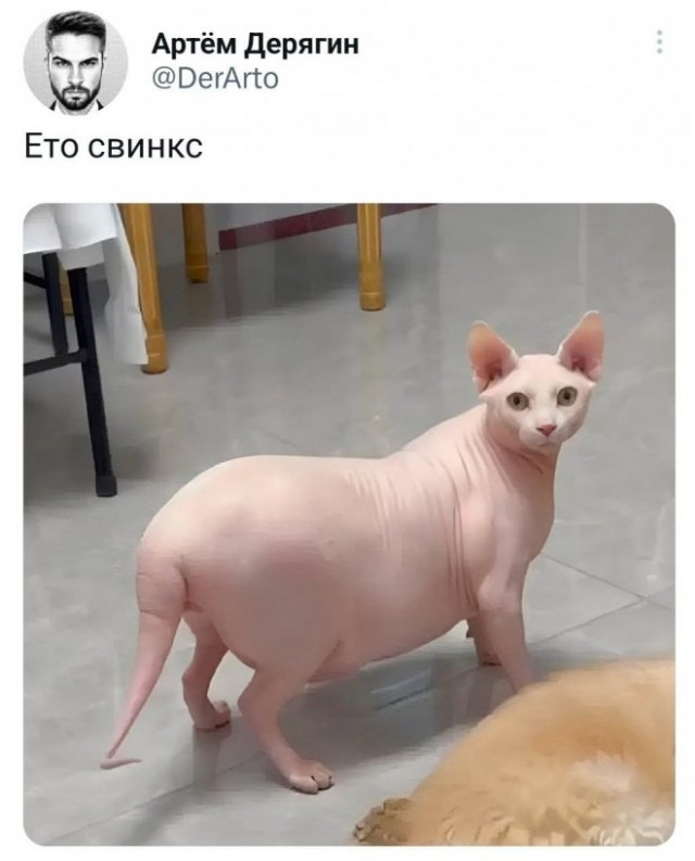 Картинки и мемы, всем хороших выходных