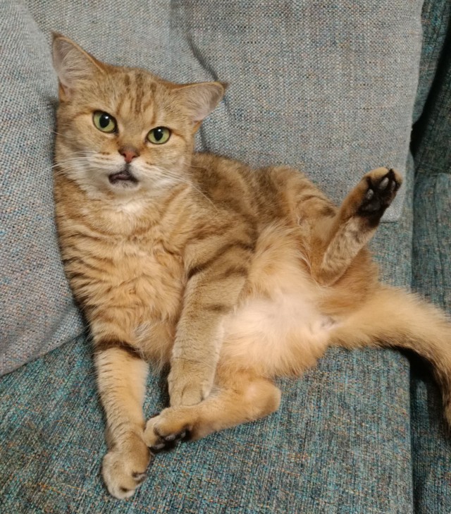 Котовторник