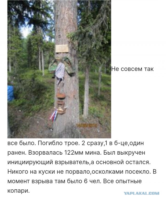 Грибник собрал корзину гигантских строчков и комплект боеприпасов для миномета