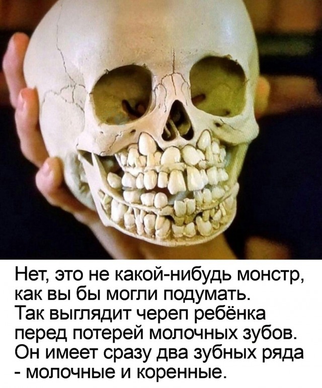 Японские учёные создали лекарство для роста зубов