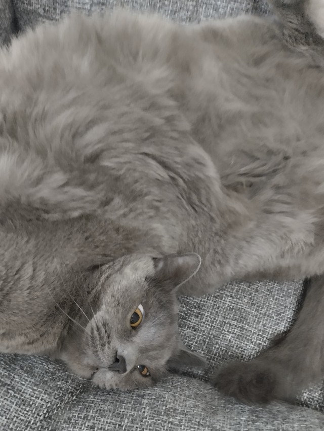 Начинаем котофторник?