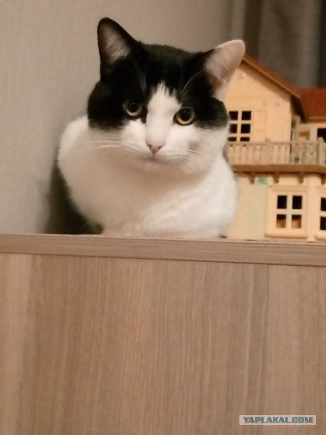 Грустный котовторник