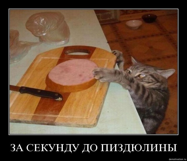Картинки из Дристоля
