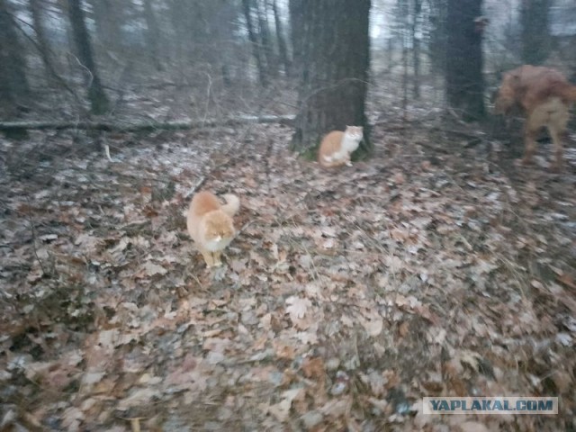 Жизнь домашнего приюта для котеек 472