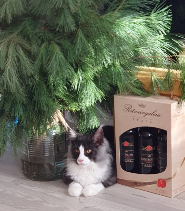 С котовторником ЯПовцы