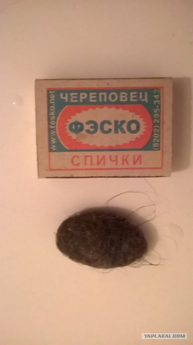 Жизнь домашнего приюта для котеек 478