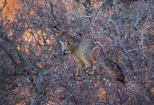 Серая лиса: Скачут по деревьям и не имеют отношения к обычным лисам. Что за странные псы-обезьяны?
