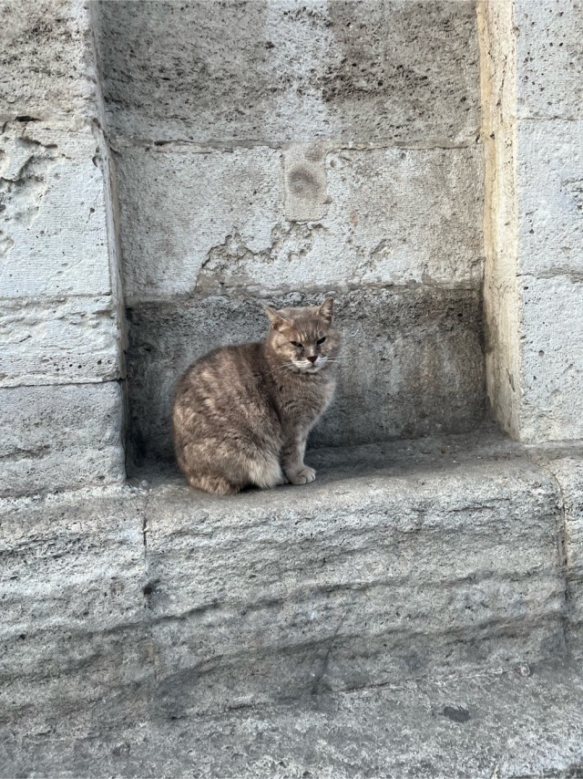 Стамбульский кот