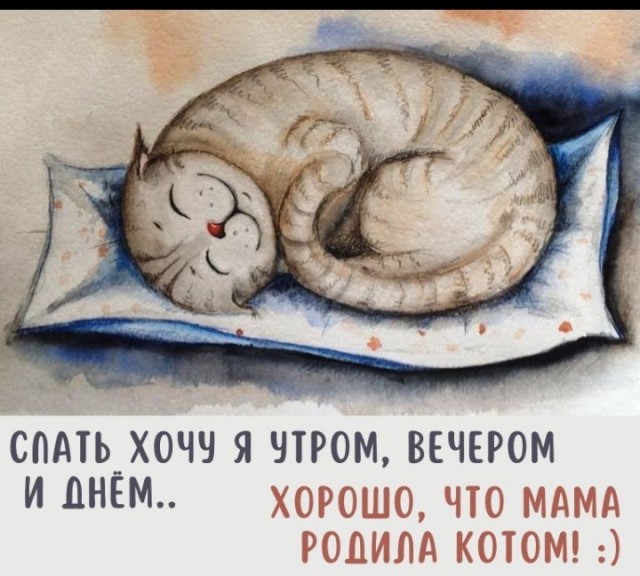 Жизнь домашнего приюта "Котоленд" 433