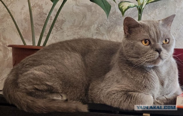 Всех с котовторником