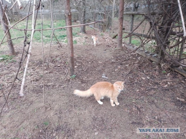 Жизнь домашнего приюта для котеек 490